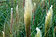 Cortaderia selloana "Pumila" - Niedriges Pampasgras