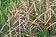 Miscanthus sinensis - Chinaschilf "Kleine Silberspinne"