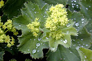 Alchemilla mollis