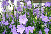 Campanula persicifolia