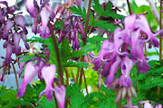 Dicentra eximia