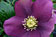 Helleborus orientalis Hybriden