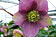 Helleborus orientalis Hybriden