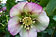 Helleborus orientalis Hybriden