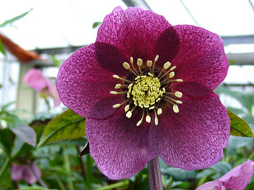 Helleborus