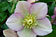 Helleborus orientalis Hybriden