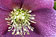 Helleborus orientalis Hybriden