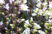 Penstemon digitalis