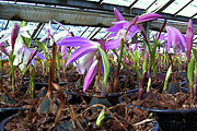 Pleione bulbocodiodes - fertig zur Vermarktung im April