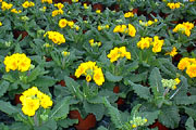 Primula veris