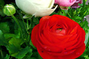 Ranunculus hybriden