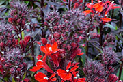 Lobelia speciosa "Fan Scharlach" - Prachtlobelien