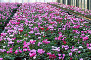 Cyclamen persicum "Patio" - Patio-Alpenveilchen