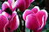 Cyclamen persicum "Patio" - Patio-Alpenveilchen