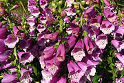 Digitalis purpurea - Großer Fingerhut