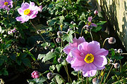 Anemone "Serenade"