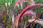 Pennisetum setaceum "Rubrum" - Federborstengras