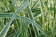 Miscanthus sinensis - Chinaschilf "Cabaret"