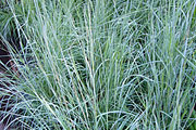 Schizachyrium scoparium "Blue" - Blaues Prärie-Bartgras