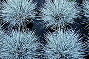 Festuca cinerea (syn. glauca) - Blauschwingel