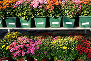 Gartenchrysanthemen in Blumenkästen und Schalen