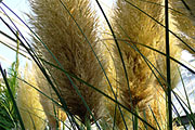 Cortaderia selloana - Pampasgras