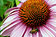 Echinacea purpurea - Purpursonnenhut