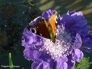 Tagpfauenauge (Schmetterling des Jahres 2009) auf Scabiosa caucasica