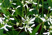 Euphorbia "Diamond Frost"