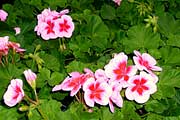 Pelargonium "Americana Rose Mega Splash"