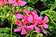 Pelargonium peltatum Hybride "Grands Idols Neon"