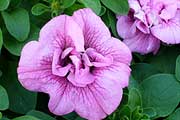 Petunia Hybride "Viva Double Pink"