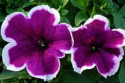 Petunia Hybride "Viva Purple Picotee"