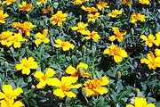 Tagetes x patula