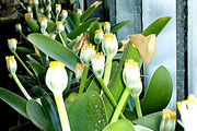 Haemanthus