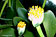 Haemanthus